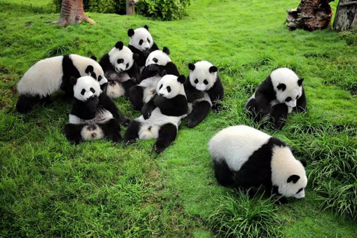 Picture of Panda